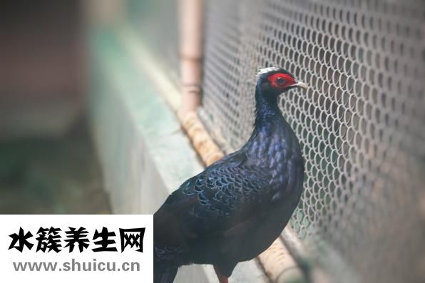 野雞頭怎么吃