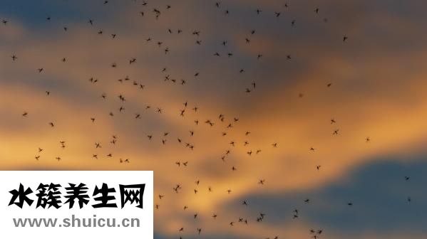 人頭蜂蟄著手怎么辦