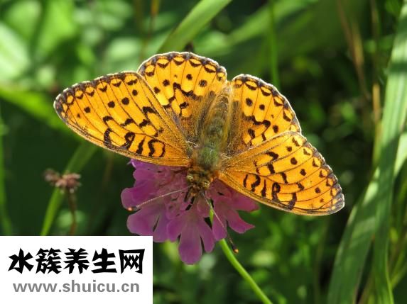 養車怎么記賬