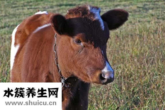香螺怎么養殖
