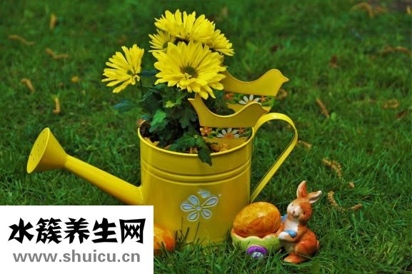 鵝蛋羹怎么做