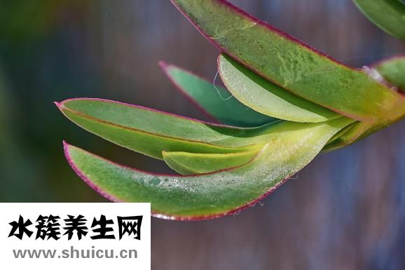骨質疏松怎么治