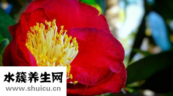 書法橫幅怎么掛