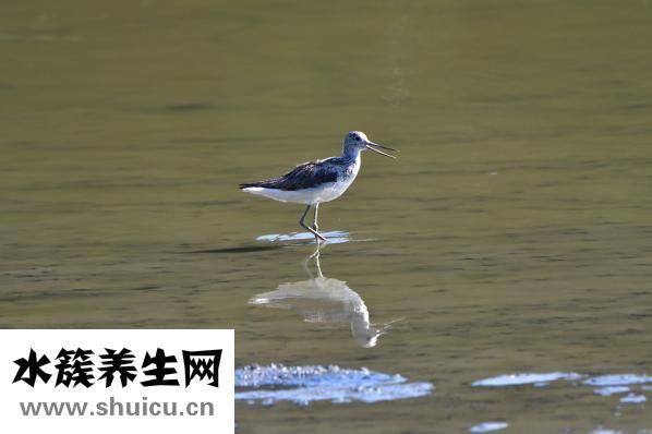 光波爐怎么蒸