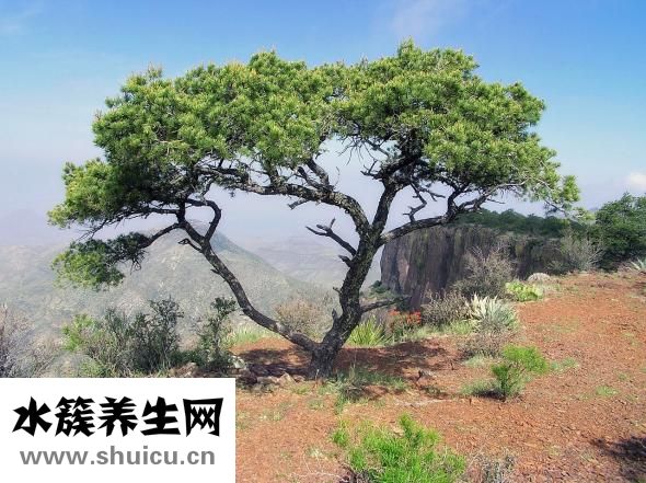 黃土湯怎么配