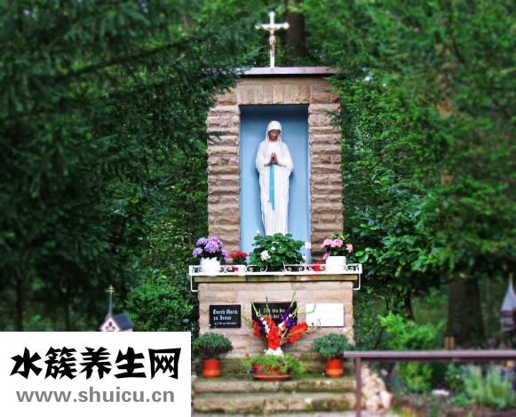 霸王花怎么養