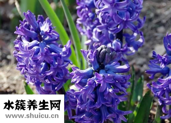 風信子怎么換水
