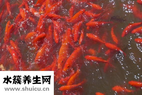 金魚下崽子怎么養