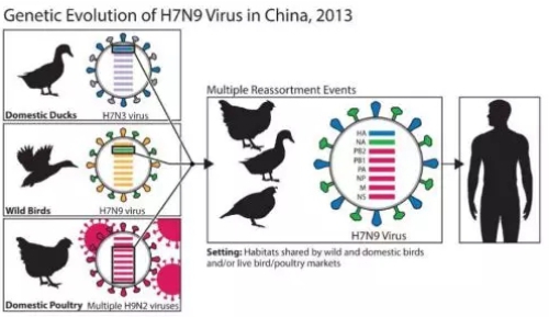 H7N9禽流感病毒最易發生變異的結構是（h7n9禽流感病毒）
