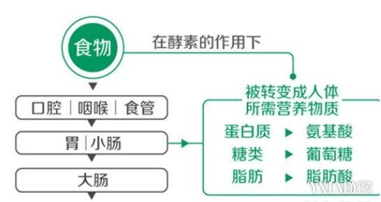 吃酵素的好處和壞處有哪些（吃酵素的好處和壞處）