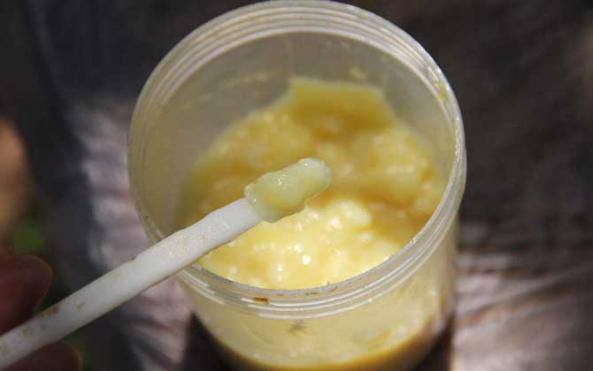 蜂王漿冷凍后最佳吃法（蜂王漿正確吃法和用量）