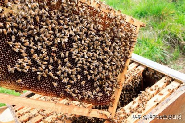 純蜂蜜多少錢一斤（100%純蜂蜜多少錢一斤）
