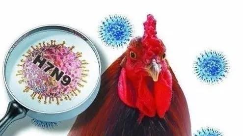 H7N9型禽流感病毒的結構與動植物的結構相比區別是什么（h7n9型禽流感）