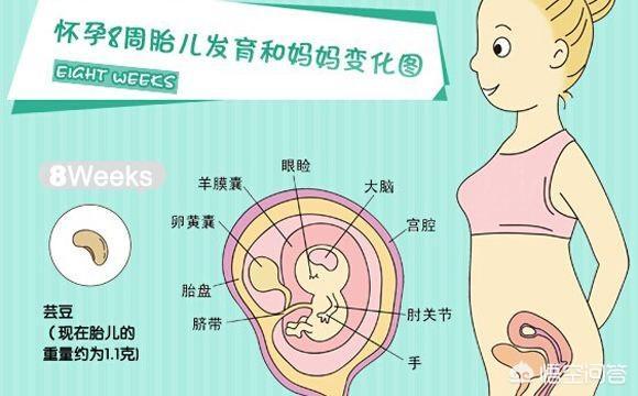 懷孕的最初征兆1-14天（剛懷孕有什么特征）