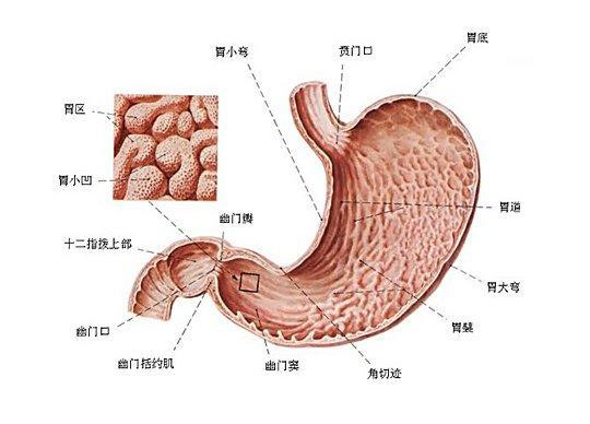 萎縮性胃炎的癥狀表現有哪些怎么治（萎縮性胃炎的癥狀）