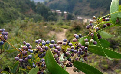 土茯苓紅色和白色的區別（正宗野生土茯苓圖片）