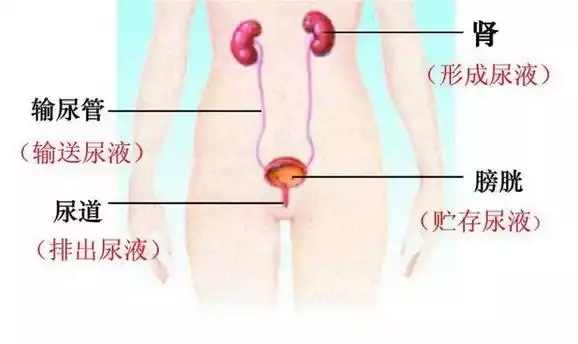 排腎結石最好的方法動作（排腎結石最好的方法）