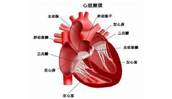 心臟神經官能癥的癥狀（心臟神經官能癥的癥狀是怎樣）