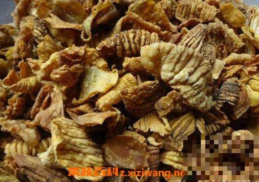 炒雞內金功效與作用主治（炒雞內金的功效與作用主要治什么病）