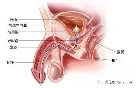 怎樣算是輕度前列腺炎（前列腺炎跑步一個月尿頻好了）