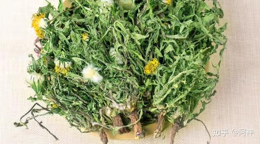 蒲公英加一物可治咽炎（蒲公英配什么治療咽炎）