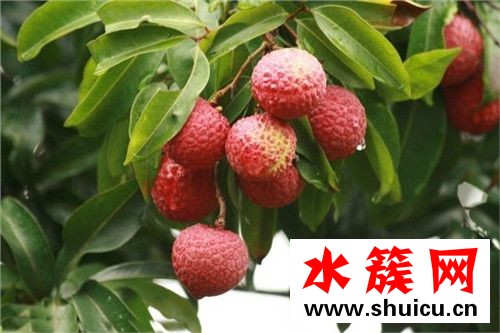 1、桂圓