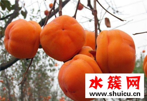 1、<u>紅棗</u>