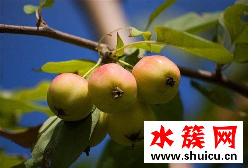 1、<u>紅棗</u>