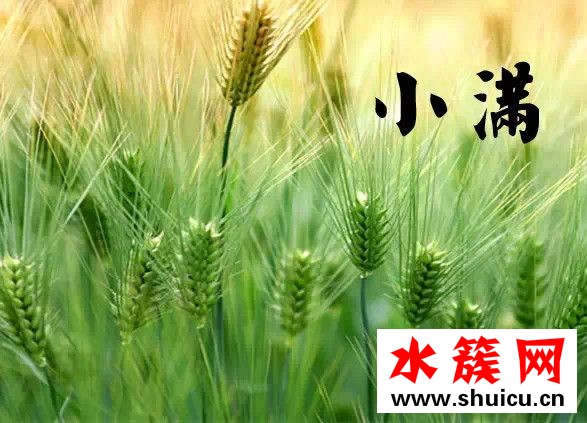 小滿節氣吃什么食物