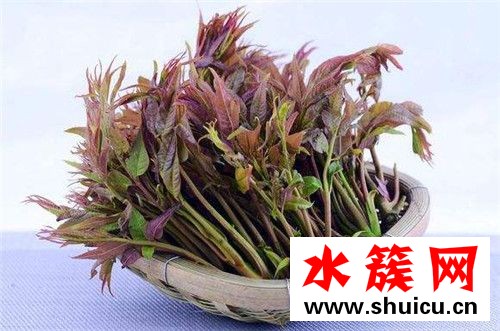 春季養生必吃十種食物