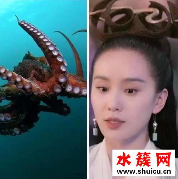 醉玲瓏成海鮮集中營、悟空傳頭發比臉大 最近古裝劇都怎么了？