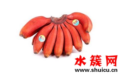 紅香蕉和黃香蕉有什么區別