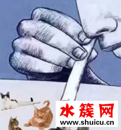 吸貓是什么梗