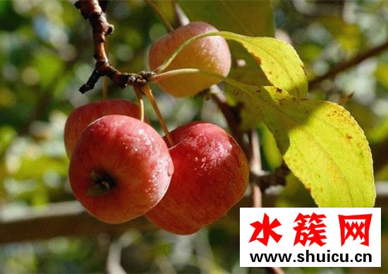 海棠果是熱性還是涼性