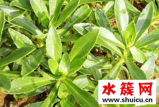 救心菜多少錢一斤