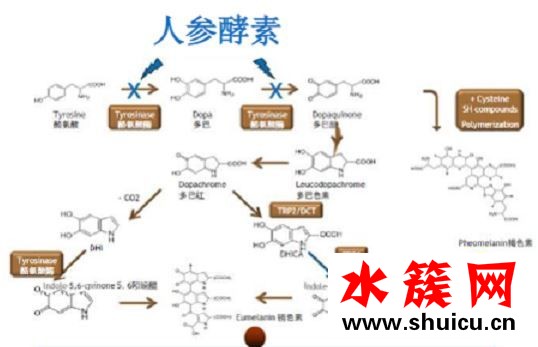 老牌國貨美白黑科技，國潮護膚新榜樣