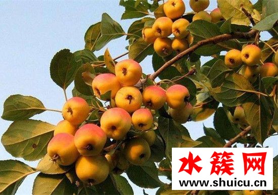 海棠果什么時候成熟
