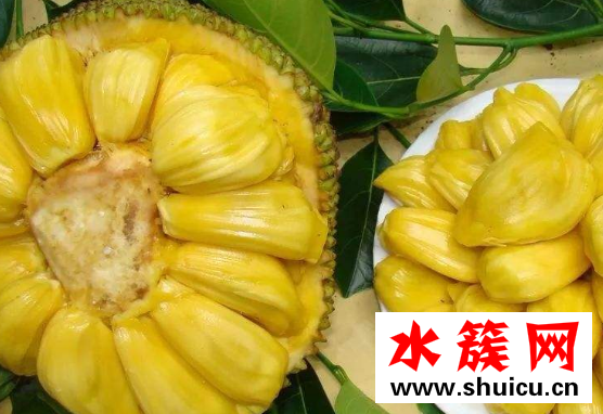 菠蘿蜜和榴蓮的區別