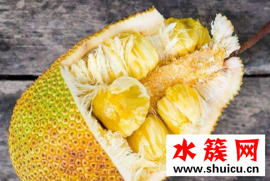菠蘿蜜和榴蓮的區別