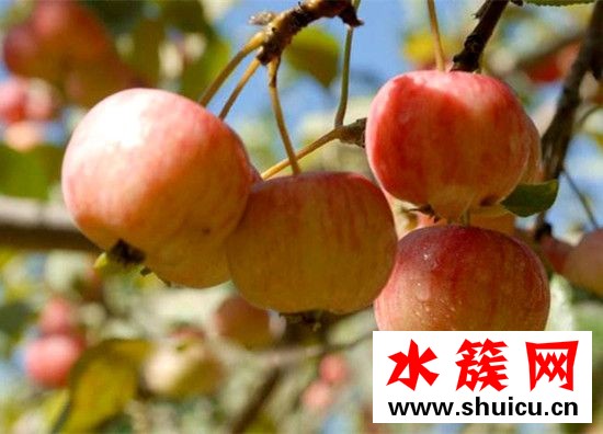 海棠果可以泡酒嗎
