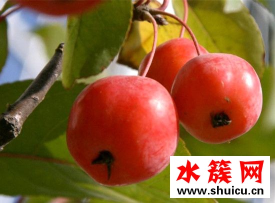 海棠果可以做罐頭嗎