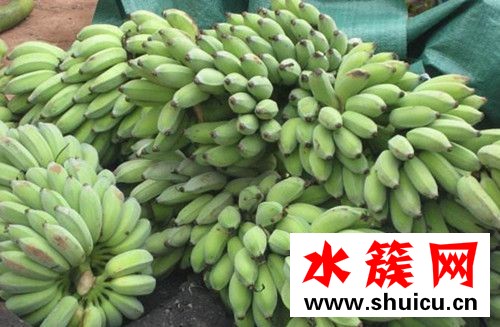 寶寶可吃芭蕉嗎