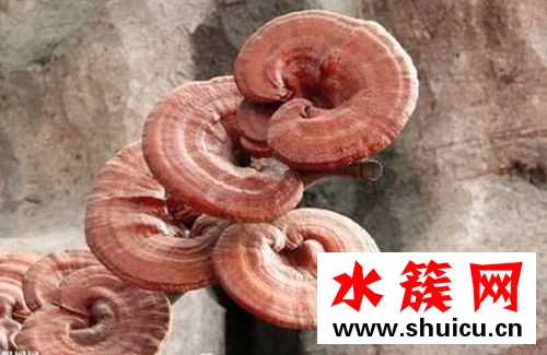 什么是血靈芝？