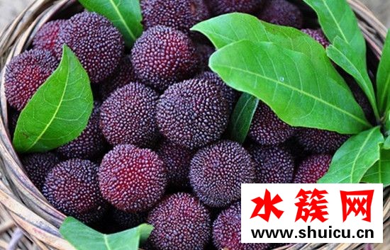 楊梅要怎么洗