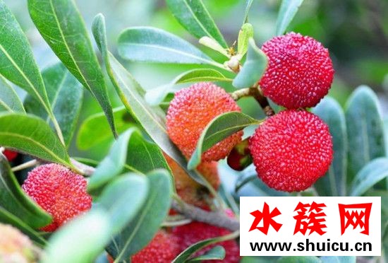 楊梅要怎么洗