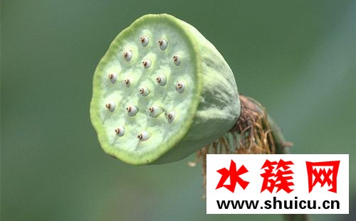 蓮蓬一天吃幾個最好