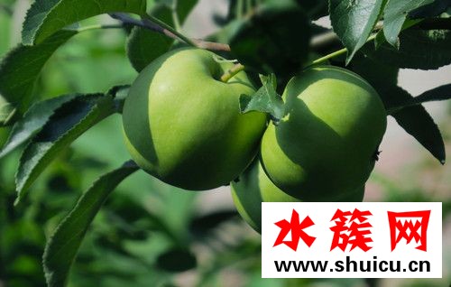 孕婦可以吃青蘋果嗎？