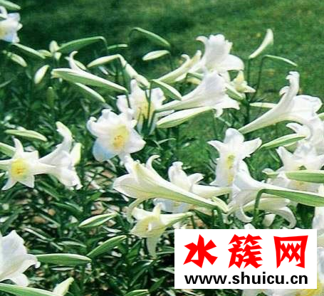 哪些水果吃了會上火？