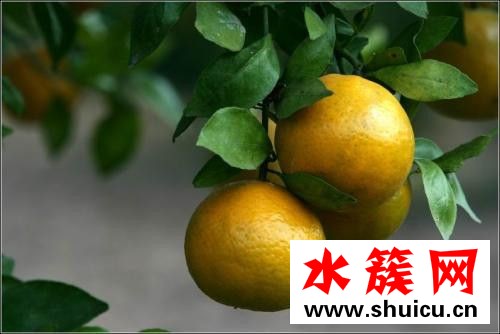 皇帝柑有籽嗎