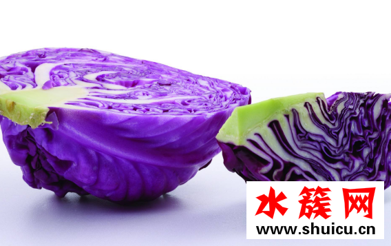 紫甘藍和包菜的區別